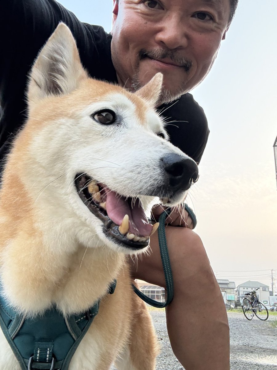 おはようございます♫♬昨日より少し過ごしやすい朝です。昨日病院で採血されてグッタリすねていたロンさんも元気にお散歩。数値も改善されていて何よりです。さぁ空元気で参りましょ〜❣️ #ロンさん