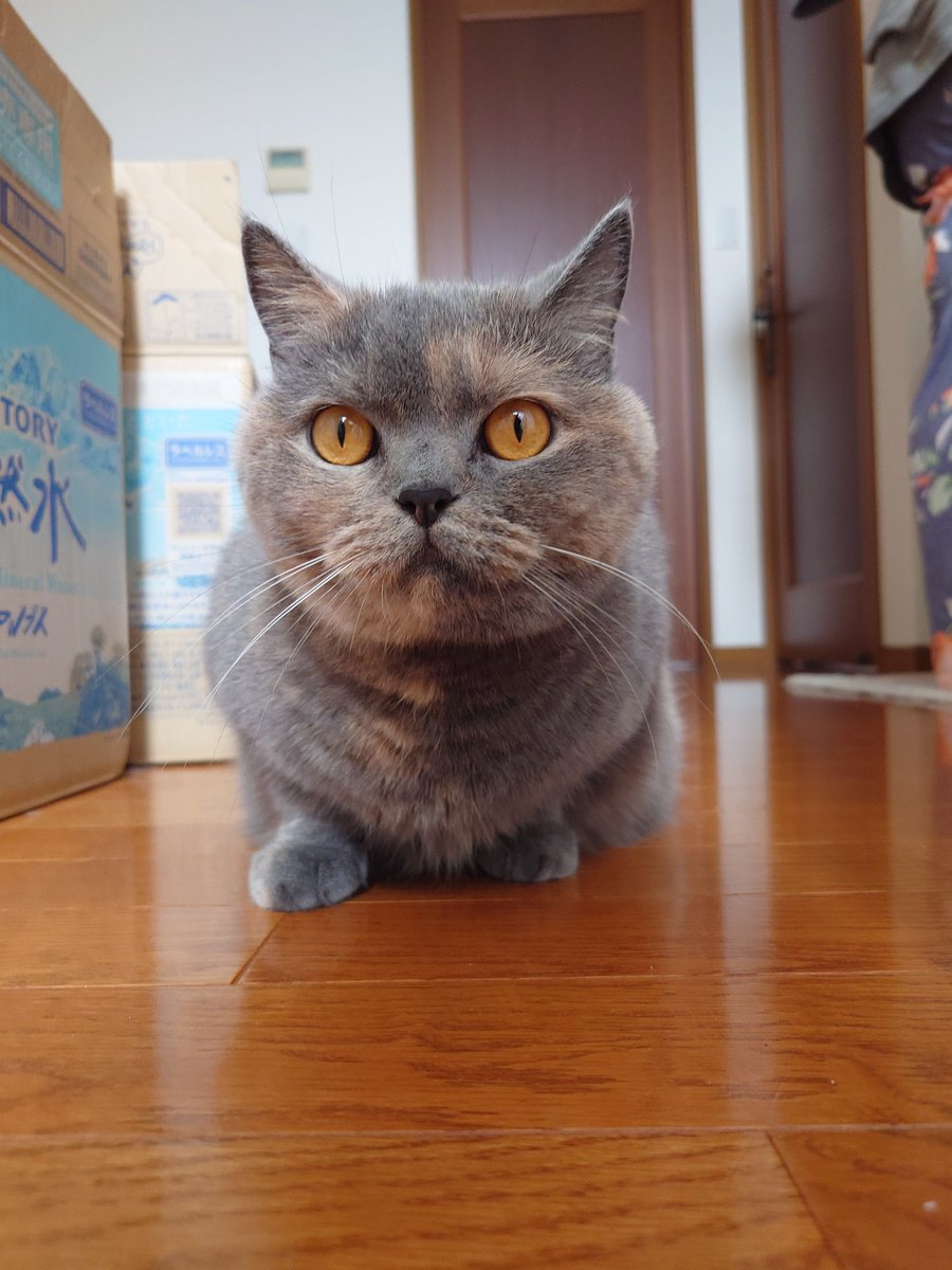 おはモカちゃん
#ブリティッシュショートヘア 
#猫のいる暮らし