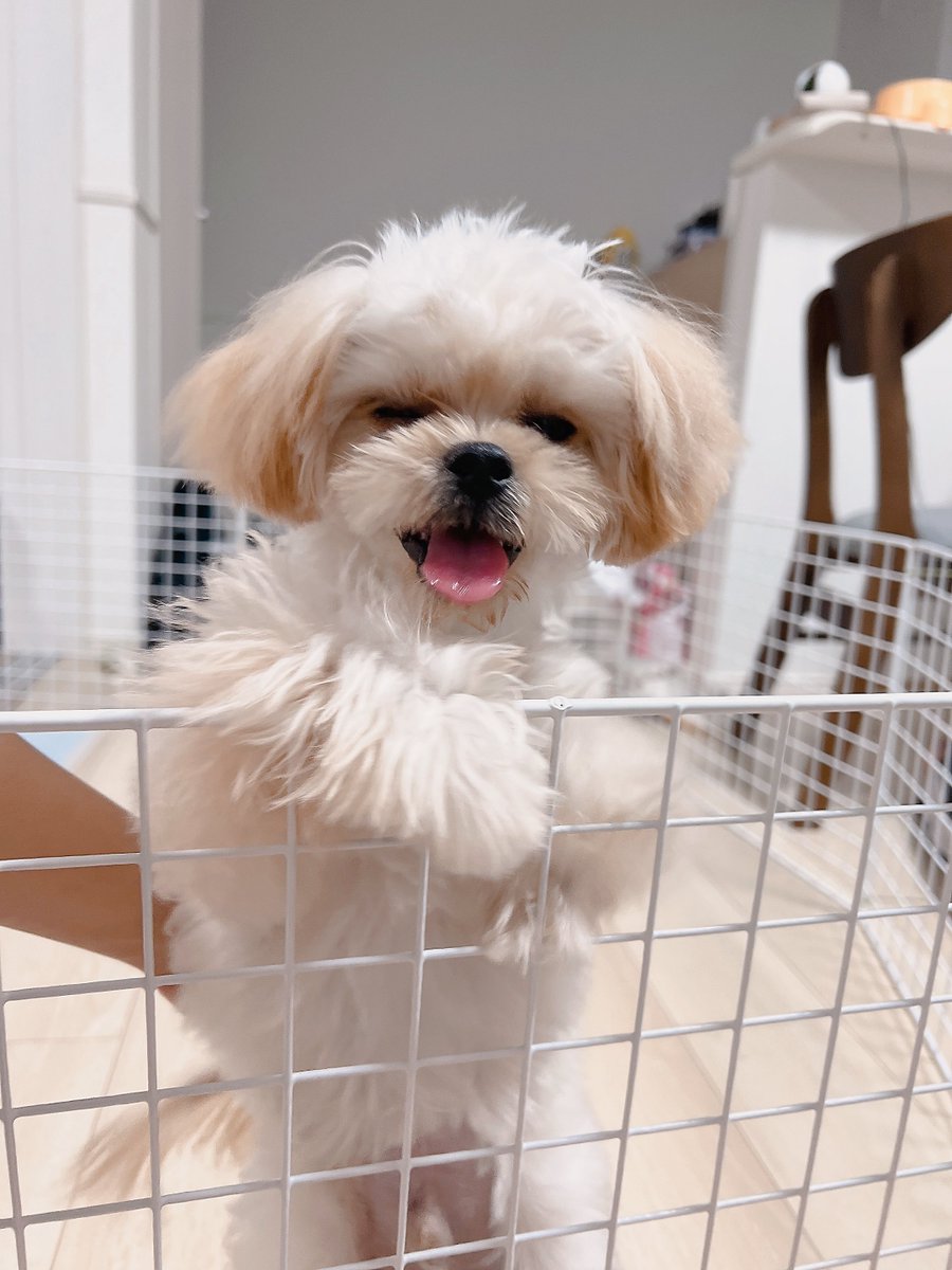 くしゃくしゃ笑顔(◜👅◝ )

 #犬との暮らし  #犬のいる幸せ