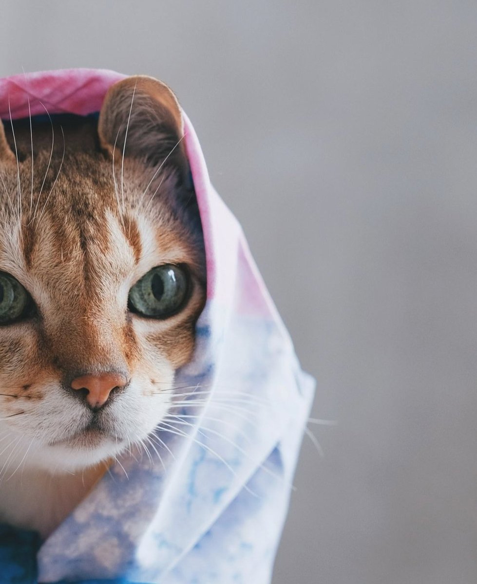 急がないことを学んでいます。
忍耐強くあることを学んでいます。
人生そのものの美しさを感じられるように。
自分にふさわしいものを受け取る時を、焦らず待てるように。
「今」という瞬間に幸せを感じられるように。
そして、ただ人生そのものを大切にできるように。
こんにちは ! 😊🤍🕊️🌻