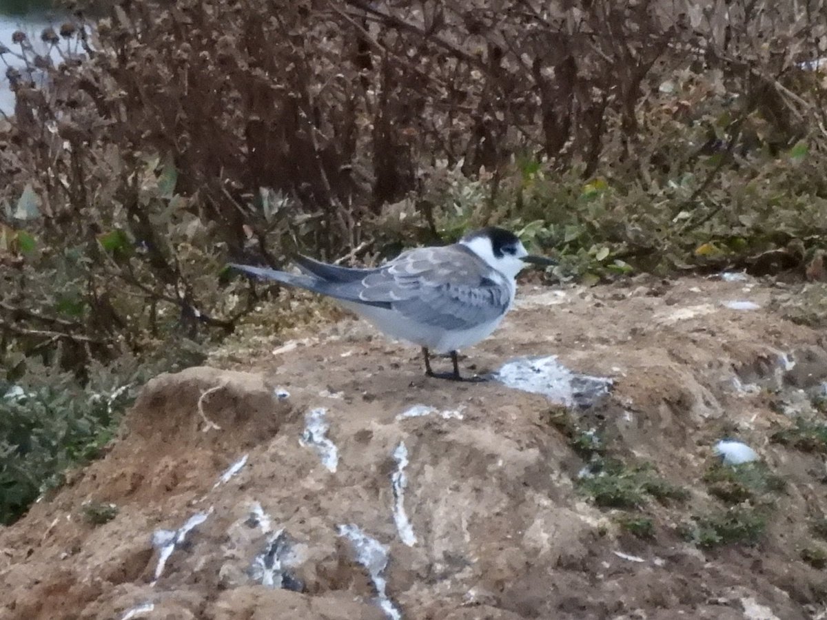 TimNobby's tweet image. Juvenile Black Tern that appeared on patch at Black Hole marsh, Seaton late last night 18/08/25.