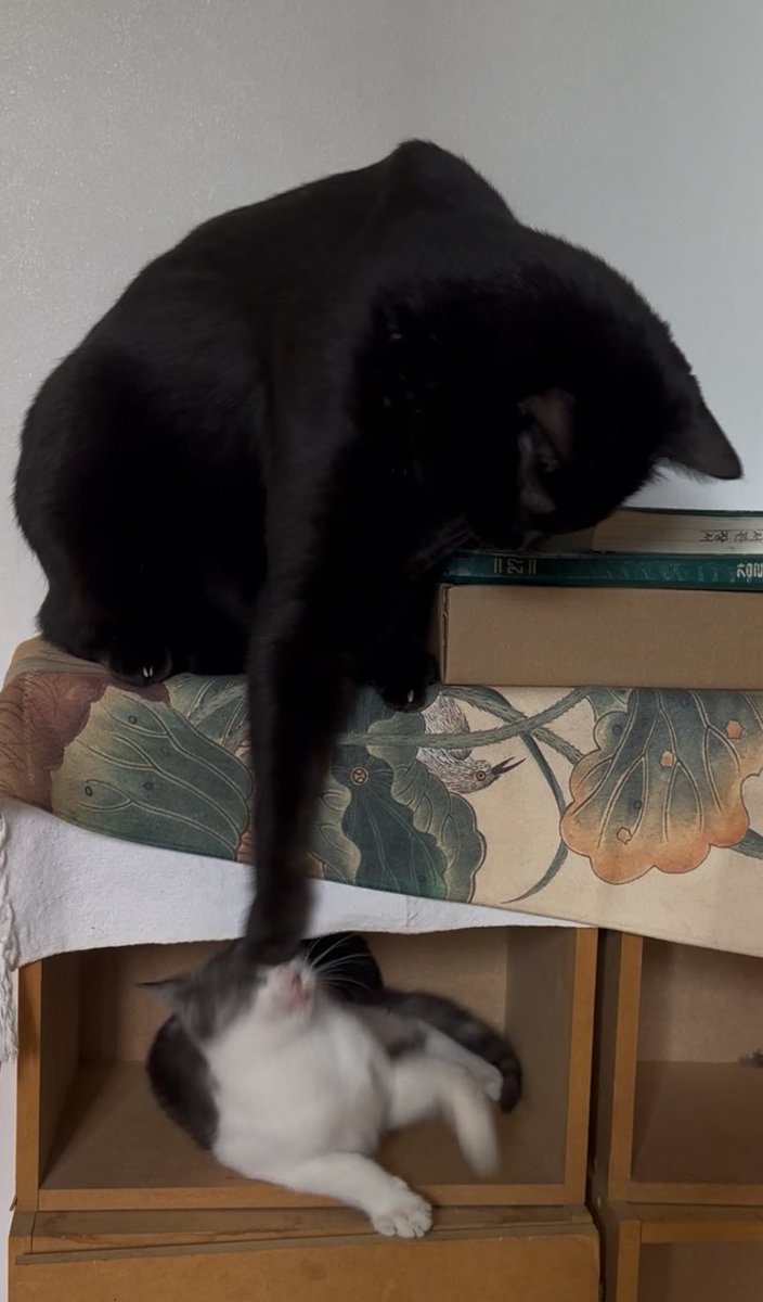 부모님집 이틀만에 ‘송이’에게 조금의 마음을 열어준 수리~~ 송이는 형아랑 너무 놀고 싶고, 수리는 조오금은 귀찮고 무서운듯 ㅋㅋㅋ