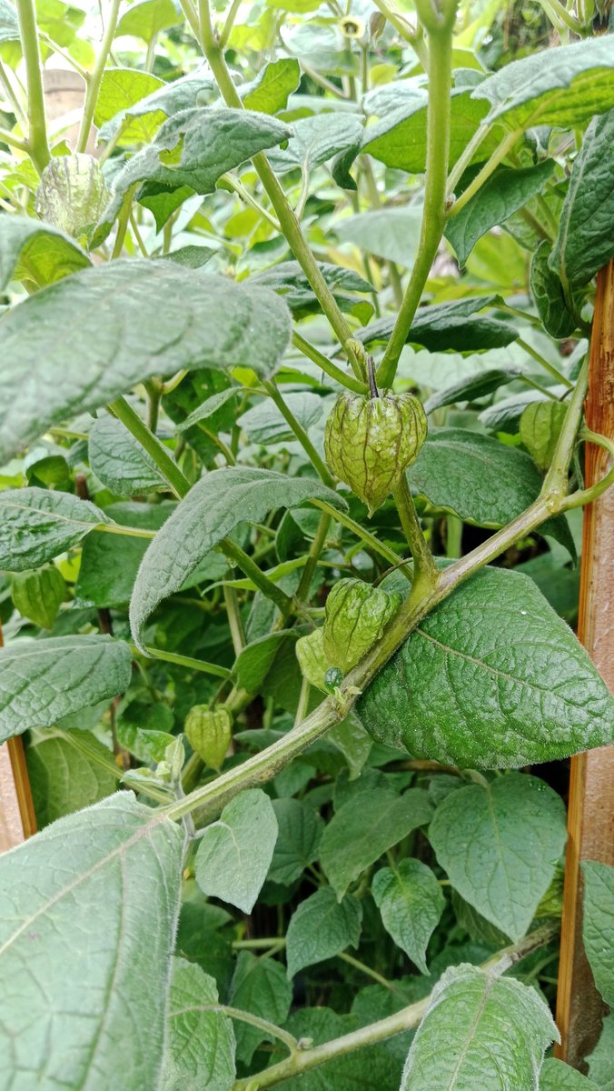 Rani Kancana 🍉 tweet media