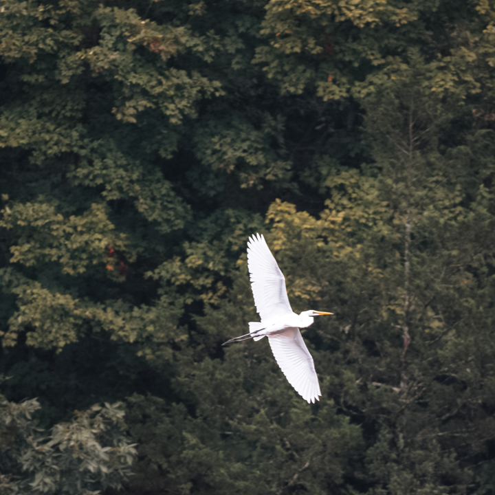 laketherapypics's tweet image. I’ve started learning their routines. And somehow, knowing when to expect them makes my mornings feel more grounded.
#NatureRhythms #BirdWatchingLife #SimpleRoutines