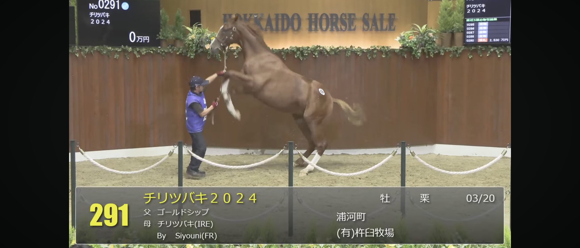 ぬいぐるみ　馬　ウマ　競走馬　16頭まとめ❣️ ぬいぐるみ 馬 ウマ 競走馬 16頭まとめ❣️ ぬいぐるみ 馬 ウマ