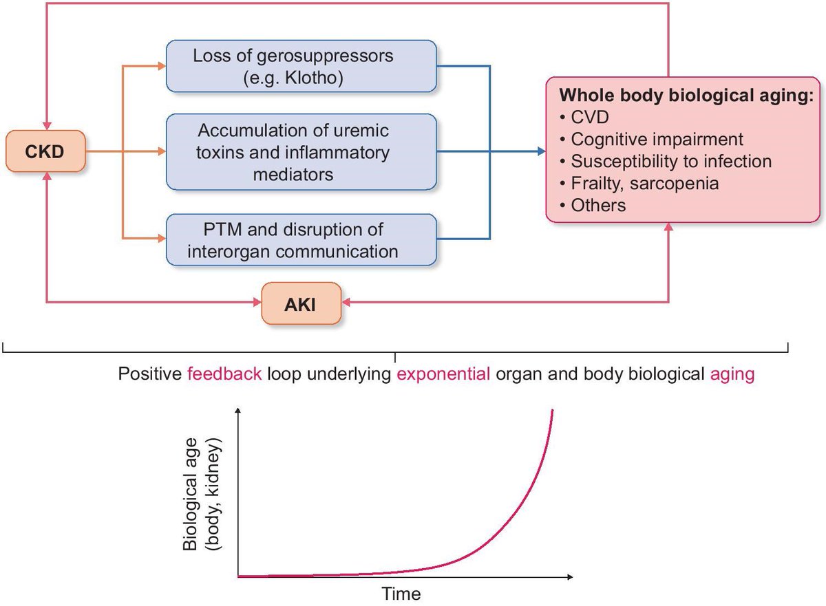 🫘🧬 CKD &amp; AKI 🔄 fuel a vicious cycle → 

loss of 🧩Klotho, 🧪uremic toxins, 🔥inflammation &amp; broken 🔗 organ crosstalk → 🚀 accelerated aging ❤️🧠💪 (CVD, frailty, cognition).

A positive feedback loop we must break! ⏳💥

🔗 doi.org/10.1093/ndt/gf…

#Nephrology #Aging #CKD