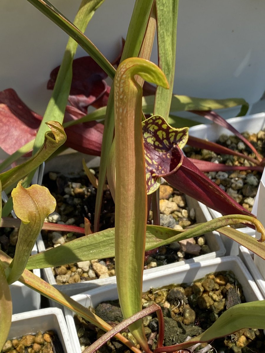 日差しが強いですが、サラセニア達は良く映えております。