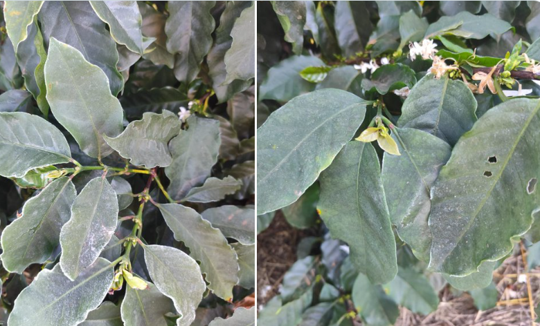 Maja Wallengren tweet media