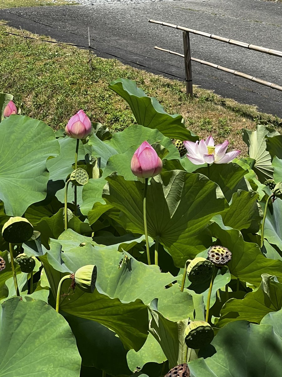 はむすけ (@t_nus_y) on Twitter photo 