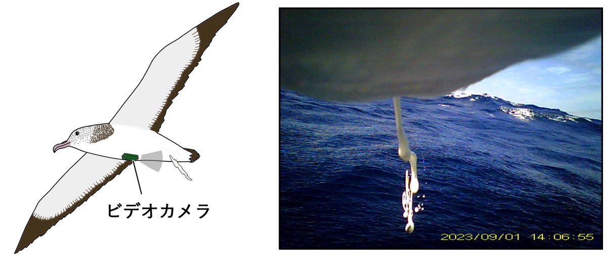 Current Biologyから論文が出ました！図がおもしろすぎるのでぜひ見てください！

海鳥のおなかのあたりにカメラを付けて肛門を撮影し続けるという偉業を成し遂げました。

短いのでサルでも読めます。ウッキー！

authors.elsevier.com/a/1ldGk3QW8SA3…