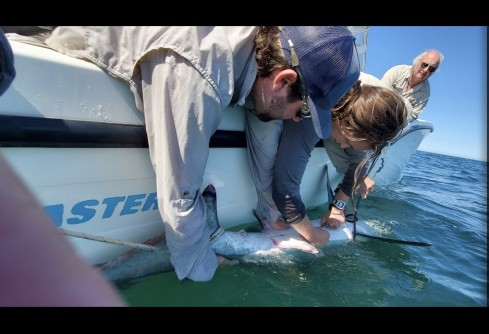 newswise's tweet image. Some Sharks in the North Atlantic May Delay Their Fall Migrations South
newswise.com/articles/some-… 
@stonybrooku 
#sharks #sea #migrationservices #climatechange #marinescience