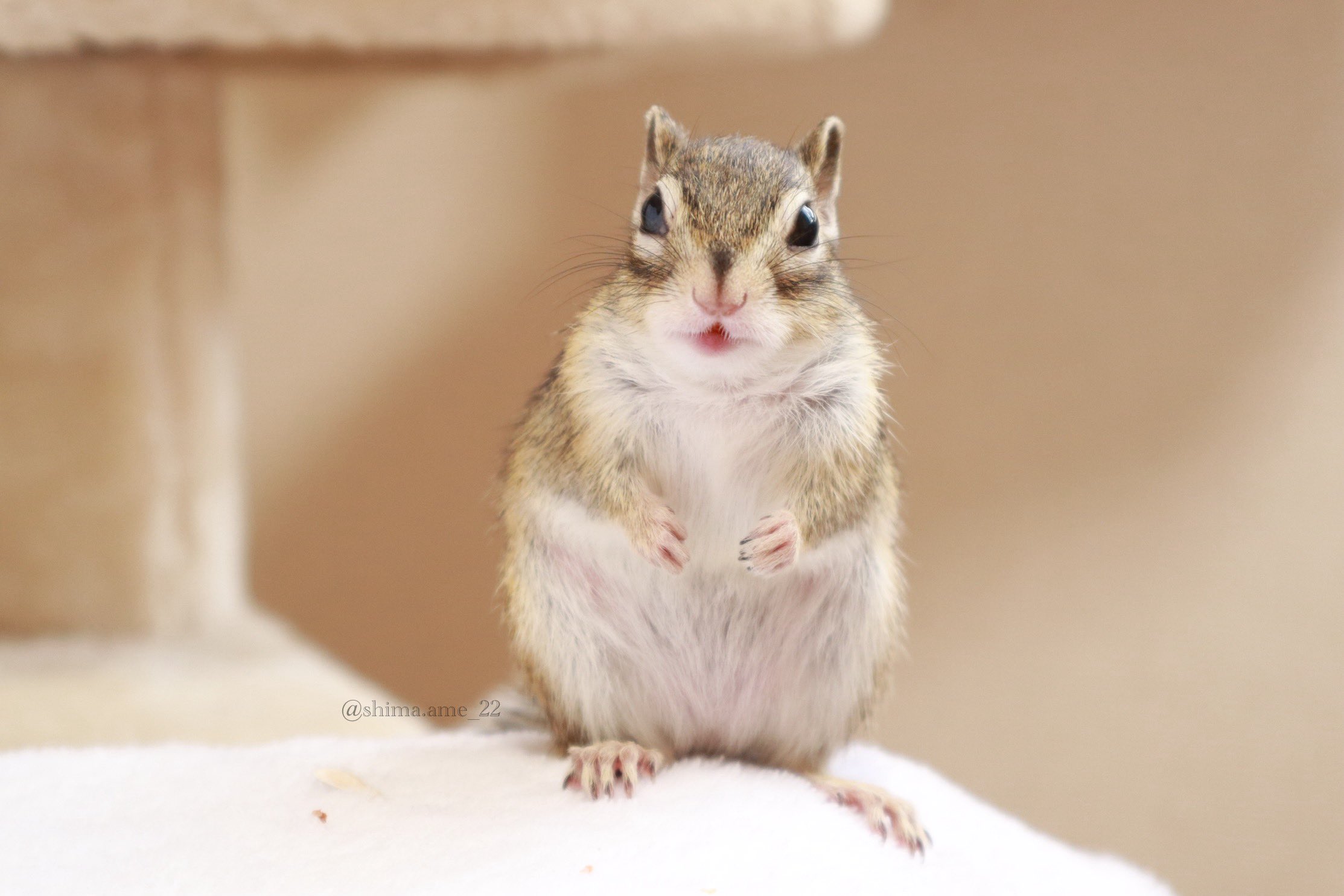 147g　びっくりして白くなっちゃったリスさん　鉱物彫刻　リス　結晶　りす 147g　びっくりして白くなっちゃったリスさん　鉱物彫刻　リス　結晶　りす