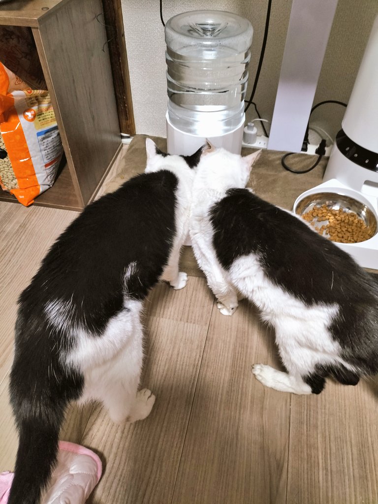 atelier_makikoo's tweet photo. こんにちは🌺

食材はなるべく
日本製に
こだわります😋
　
横浜で元保護猫二十歳
シニアニャンコ姉妹とも
一緒に住んでます😺😺

最近はDMに���に
モルモット飼主さんから
メッセージが来て
私に会いたいって
言ってくださる人が
増えてきて
とても嬉しいです👩‍🎨

#モルモットピコラ
guineapig
degu
cat https://t.co/iXgNn7ZsiU