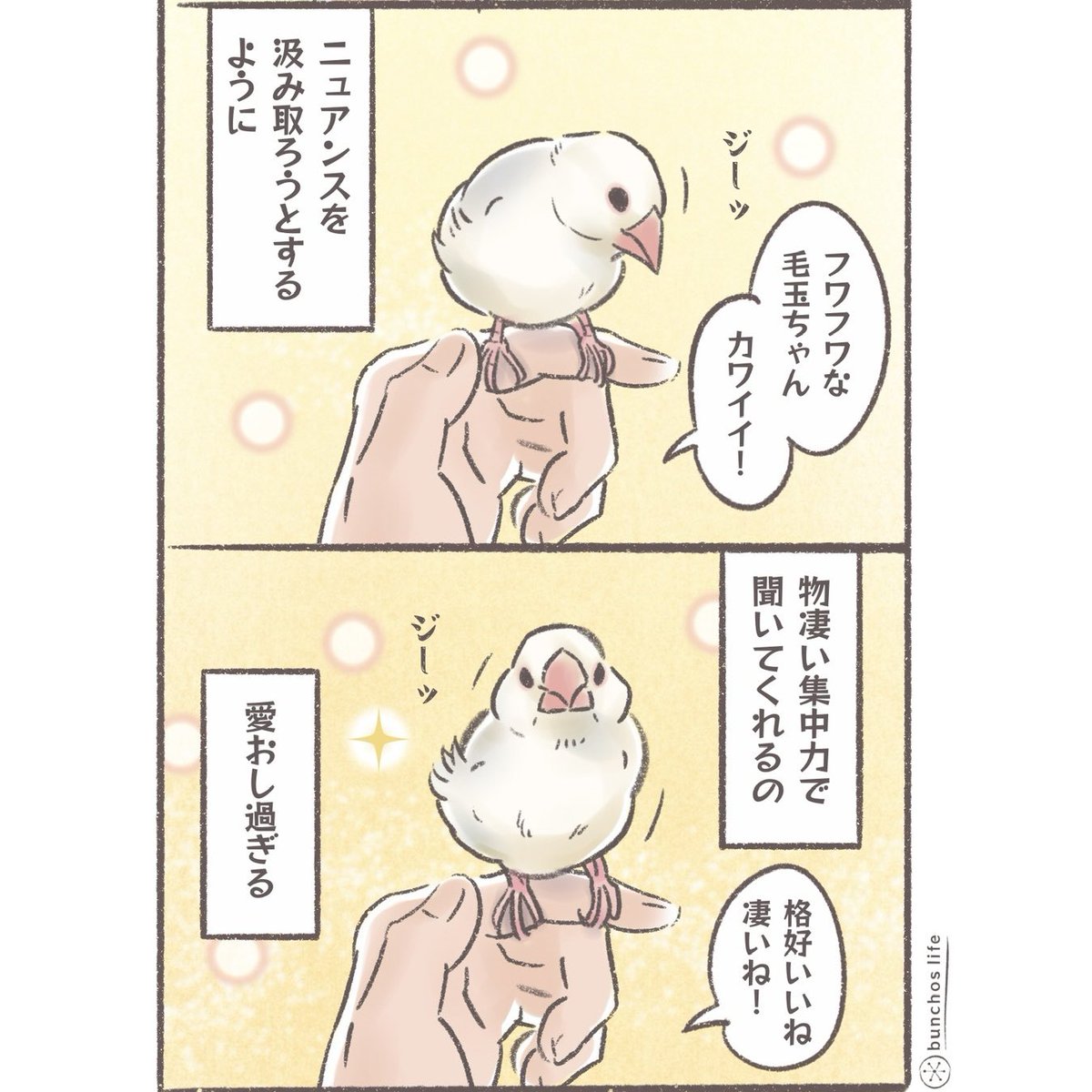 一生懸命お話しを聞いてくれる文鳥✨
#文鳥 
#4コマ漫画 