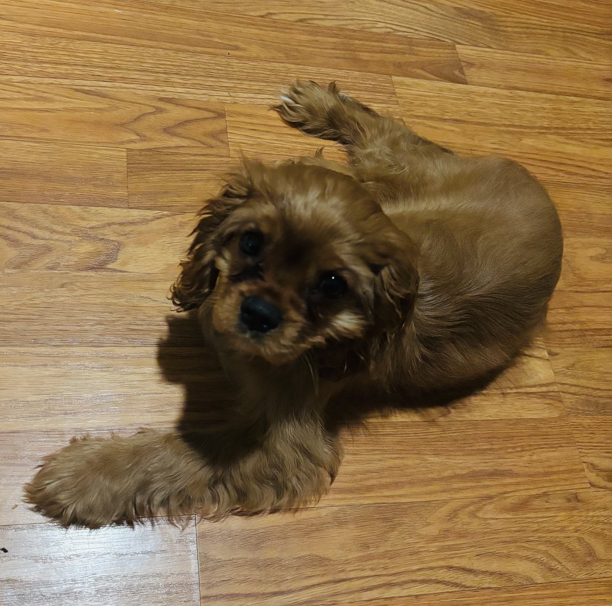 BarkBustersPhx's tweet photo. Puppy Love Day!!!! Today I trained two sweet pups getting them started with healthy boundaries and consistency. They will grow into amazing companions for their families. #dogtraining #puppytraining #puppy #dogtrainingnearme #dogtrainer https://t.co/FN68cGsvpg
