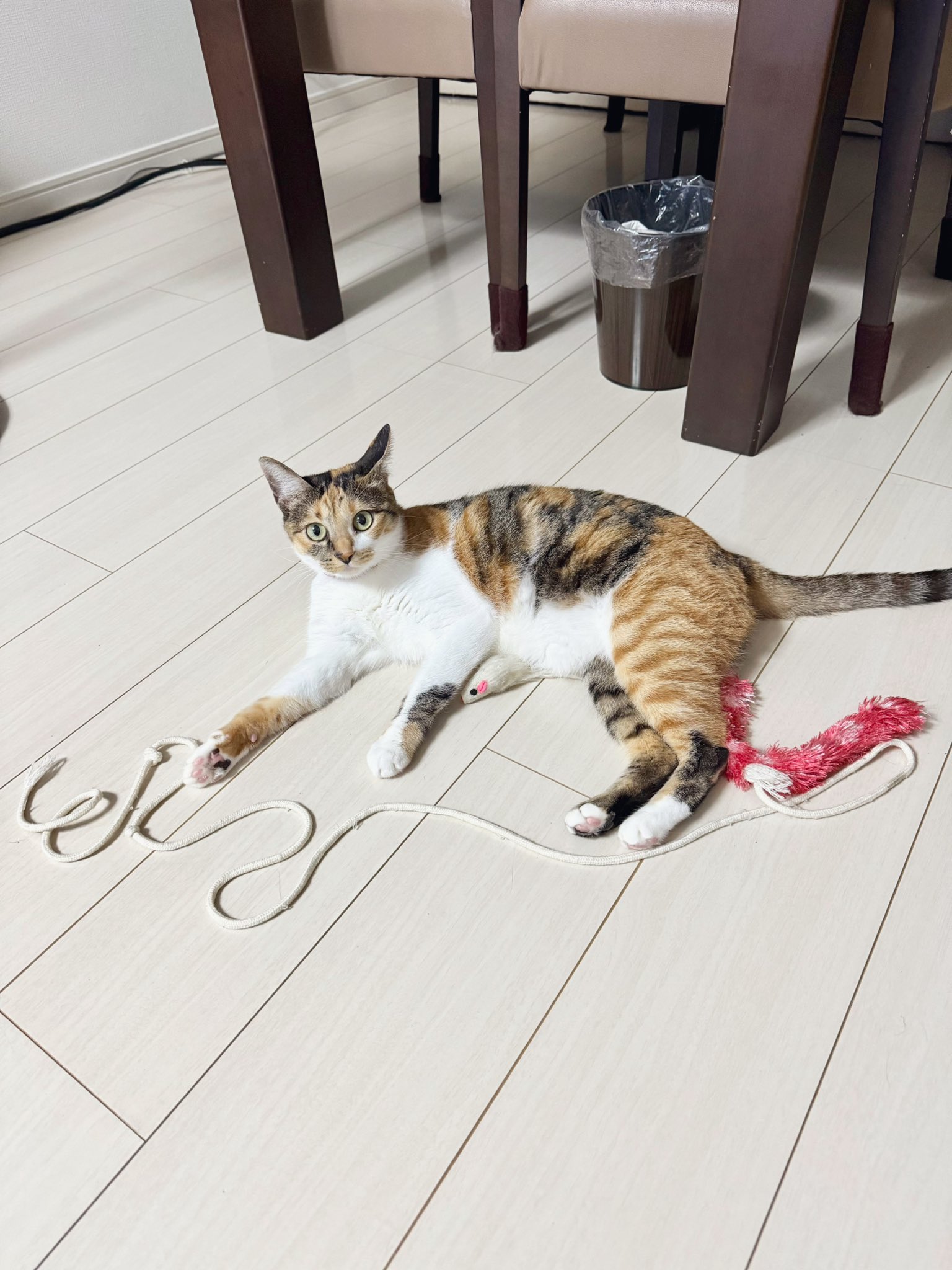 三毛猫こはくの部屋 on X: 