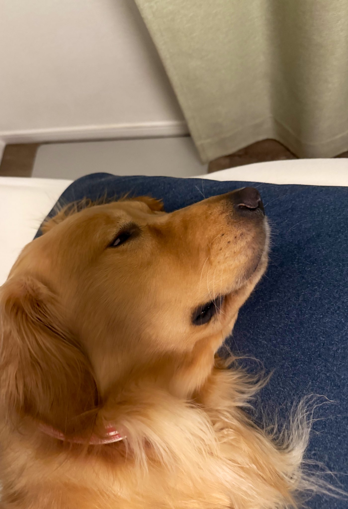 むぎページ むぎとエール (@mugimeshi05) / X