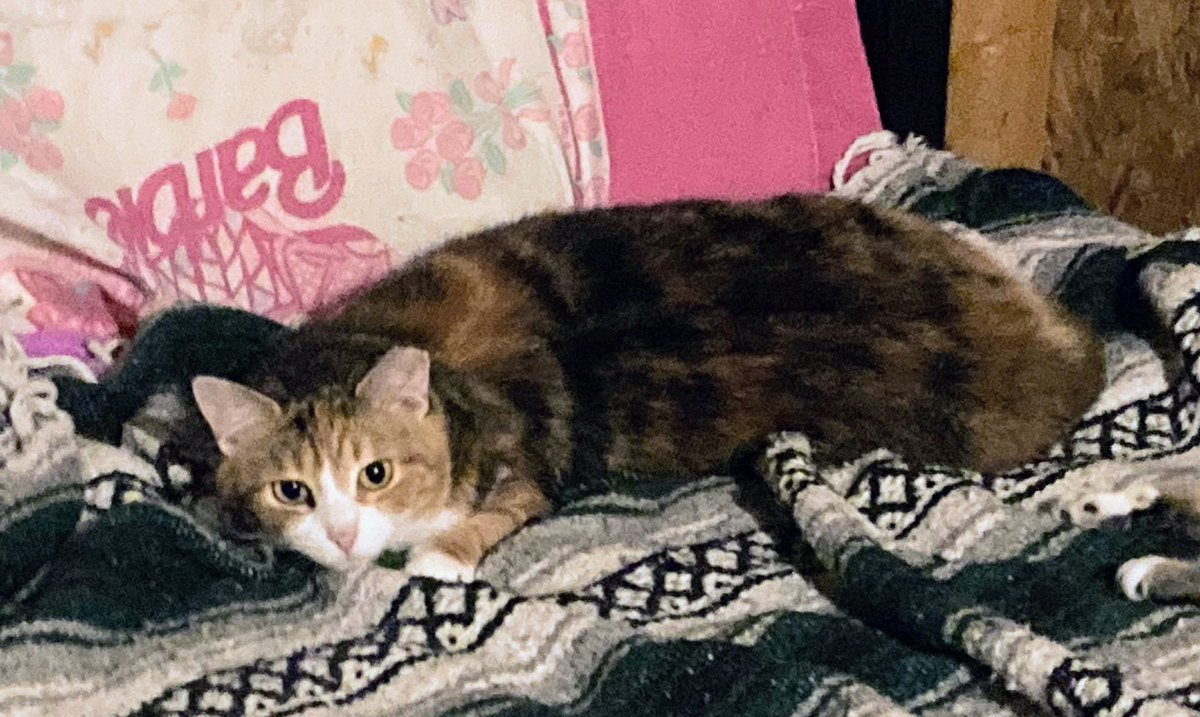 😻 Candy was on the bed last night. It has taken her a while to relax. She still hasn’t come to me, but she gets like 2 feet away. Today she sniffed my fingers🤩 maybe soon she’ll let me pet her. She’s plump n well fed 😹 N she gets along great with everyone 😺