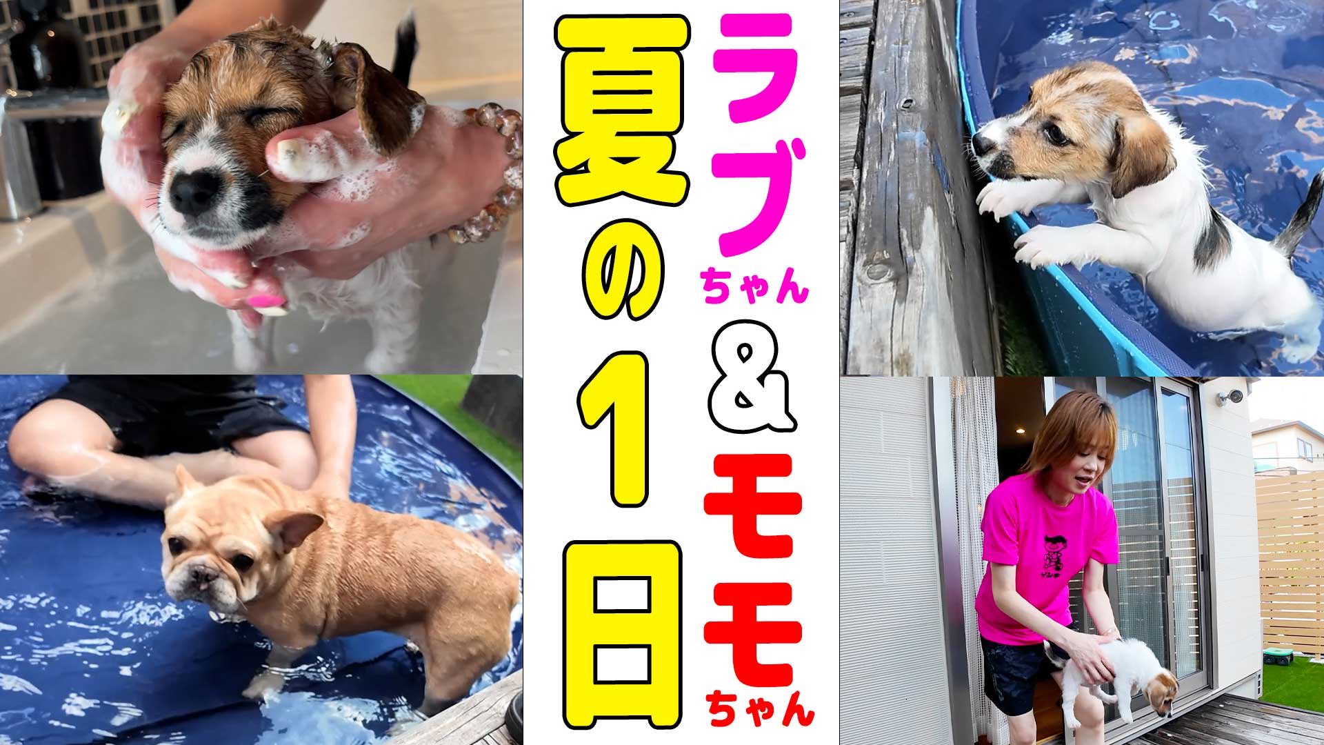 ブルドッグさん 専用ページ Lisa Larson（リサ・ラーソン）ブルドッグ(S) - dieci｜online shop