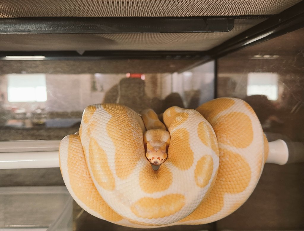 ボール？パイソン？
 #爬虫類  #ボールパイソン