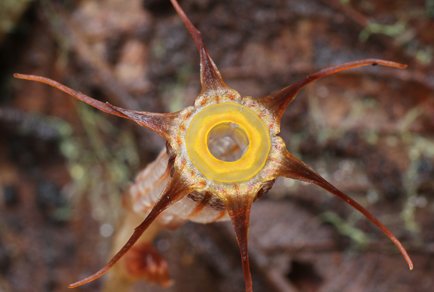 Phytotaxa tweet picture