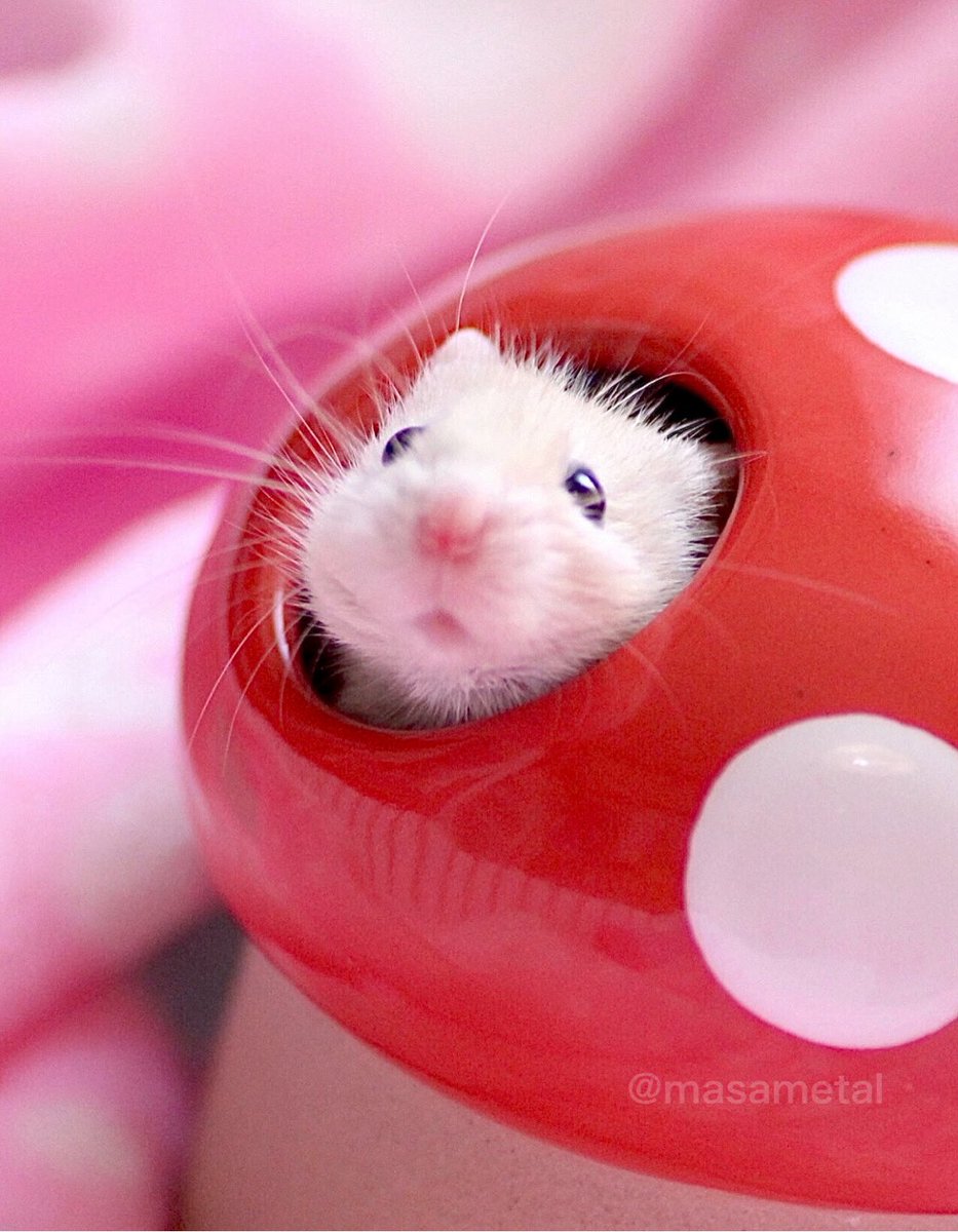 癒やしマウスエネルギー受け取って〜🐭✨

#mouse 
#お空のトッポくん