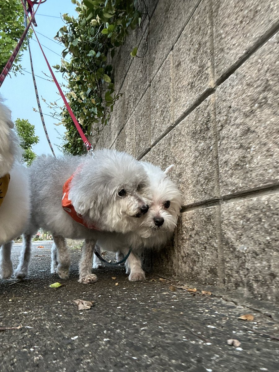 ハルです✩ Apex Legends_20250811014714🐹🕺 - YouTube