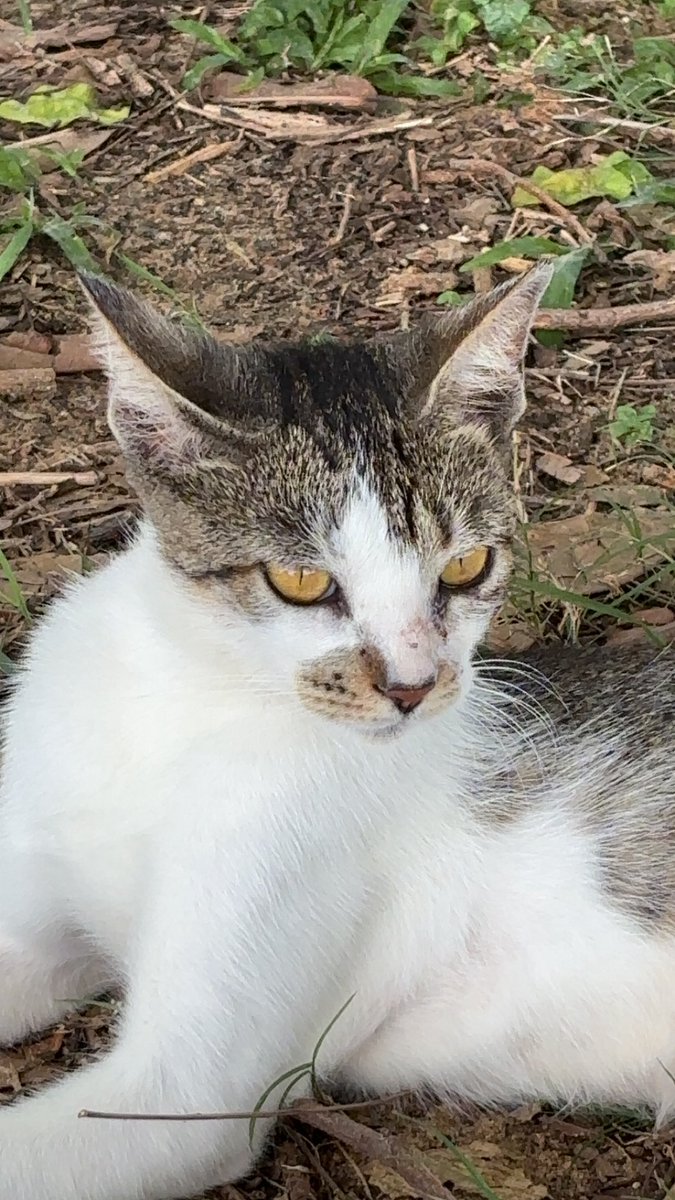 This street cat in Puerto Rico I saw reminds me of Homer Simpson