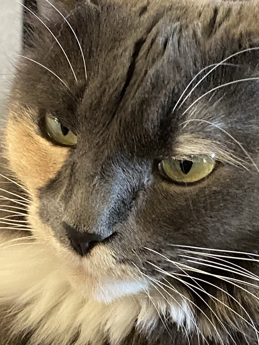 💚💜Megan💜💚#CatsofX