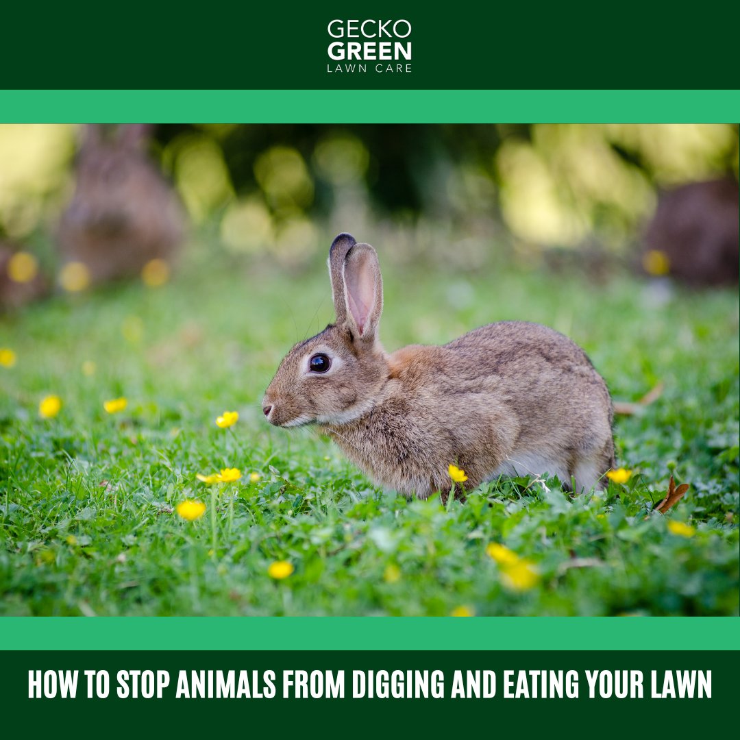 GeckoGreenLawn's tweet image. Is your lawn turning into a buffet—or a burrow—for unwanted guests? 🦊🍽️

👉 Discover humane, effective strategies to keep your lawn critter-free here: bit.ly/40YAW1U 

#GeckoGreen #DFW #LawnProtection #WildlifeControl #GardenTips