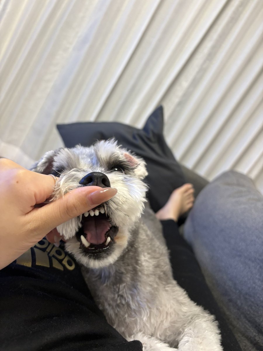ちっちゃいお顔に鋭い牙🦷💖