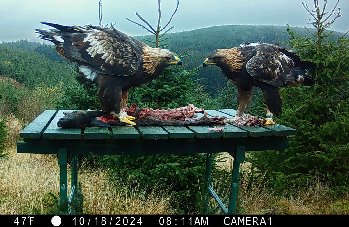 Chick success after translocated Golden Eagle breeds with one of 'our' wild satellite-tagged birds in south Scotland.

New blog ⬇️⬇️

raptorpersecutionuk.org/2025/08/19/chi…