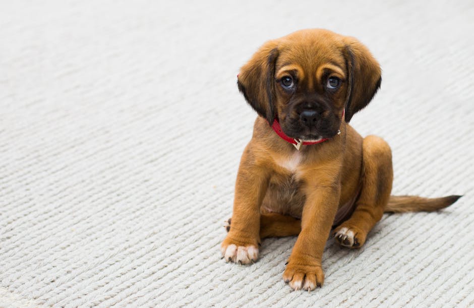 MondayBlogs's tweet photo. How the 𝙎𝙆𝙔𝘽𝙊𝙔 series came to life: One Writer's Adventure |  by @AdamAresty  https://t.co/kS54FZHp6P 

"When I lived in LA, I had a dog named Ace, the inspiration for the namesake of Jacqui’s rescue robot—a very good boy."

#MondayBlogs https://t.co/fbW9CkmgY4