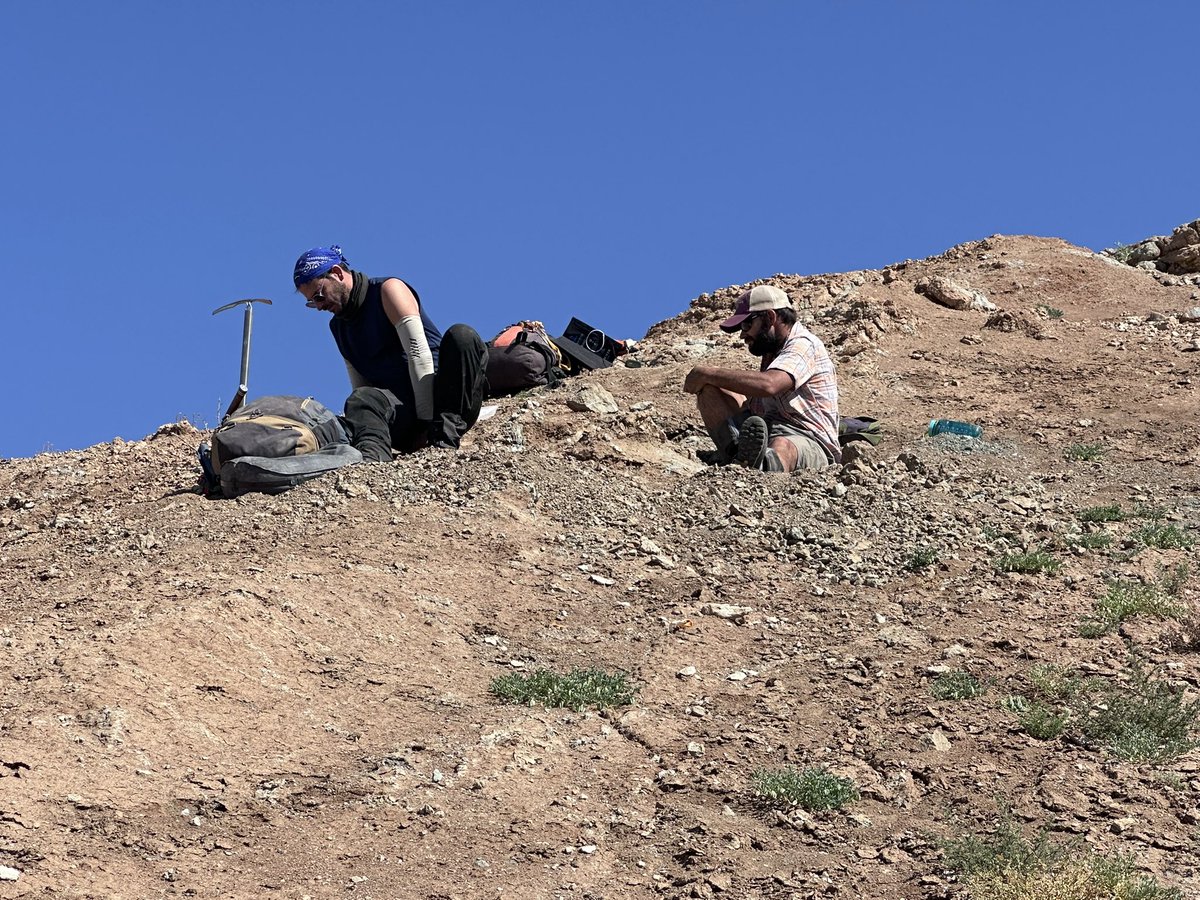 Dino_Chinzorig's tweet photo. DAY-7: Discovered unusually rich site. A #MADEx25 team has been working on last few days & recovered several #psittacosaur (juvi - large individuals), a potential young #sauropod, #lizard, & most importantly early Cretaceous #troodontid #dinodig25 @ExpeditionLive @AAlechiarenza https://t.co/TXPrWUOLNR