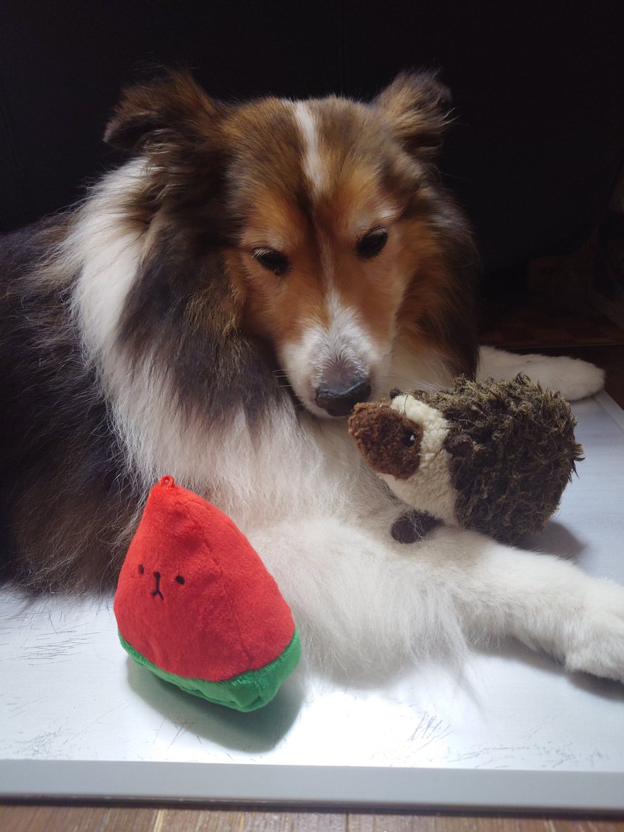 今日はレノの13歳の誕生日㊗️🎉
今日まで点滴とかお薬頑張ってくれてありがとう！まだまだ一緒に居たいから、頑張ってご飯も食べようね。可愛い可愛いレノ大好きだよ🥰