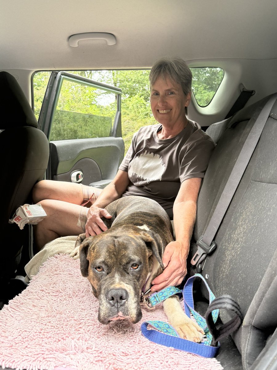 Thor was the last of the 5 boxer family that was removed from their home for neglect. He was 30 lbs. he has come a long way in 5 months. Today was his day. We are so happy for Thor. He has a boxer sister a fenced yard. Everyday he gets more courage. Happy #adoptionday #boxerdogs