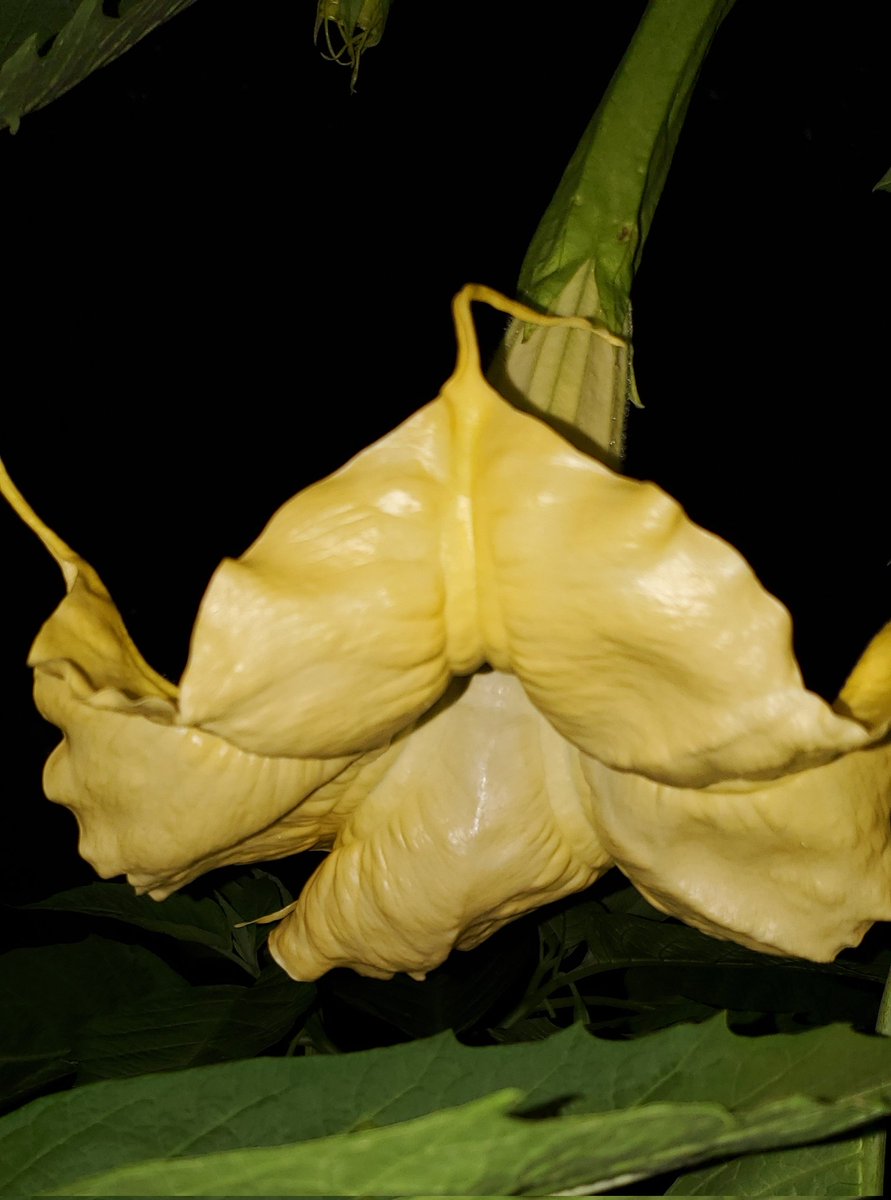 😁Mike The Naked Bigfoot😁 (@voodooman3) on Twitter photo Dad's Brugmansia that hasn't bloomed since he died is finally blooming tonight. Dad would pull up a chair and watch each bloom open all night. The scent each flower puts off is unearthly sweet. Dad's Brugmansia that hasn't bloomed since he died is finally blooming tonight. Dad would pull up a chair and watch each bloom open all night. The scent each flower puts off is unearthly sweet.