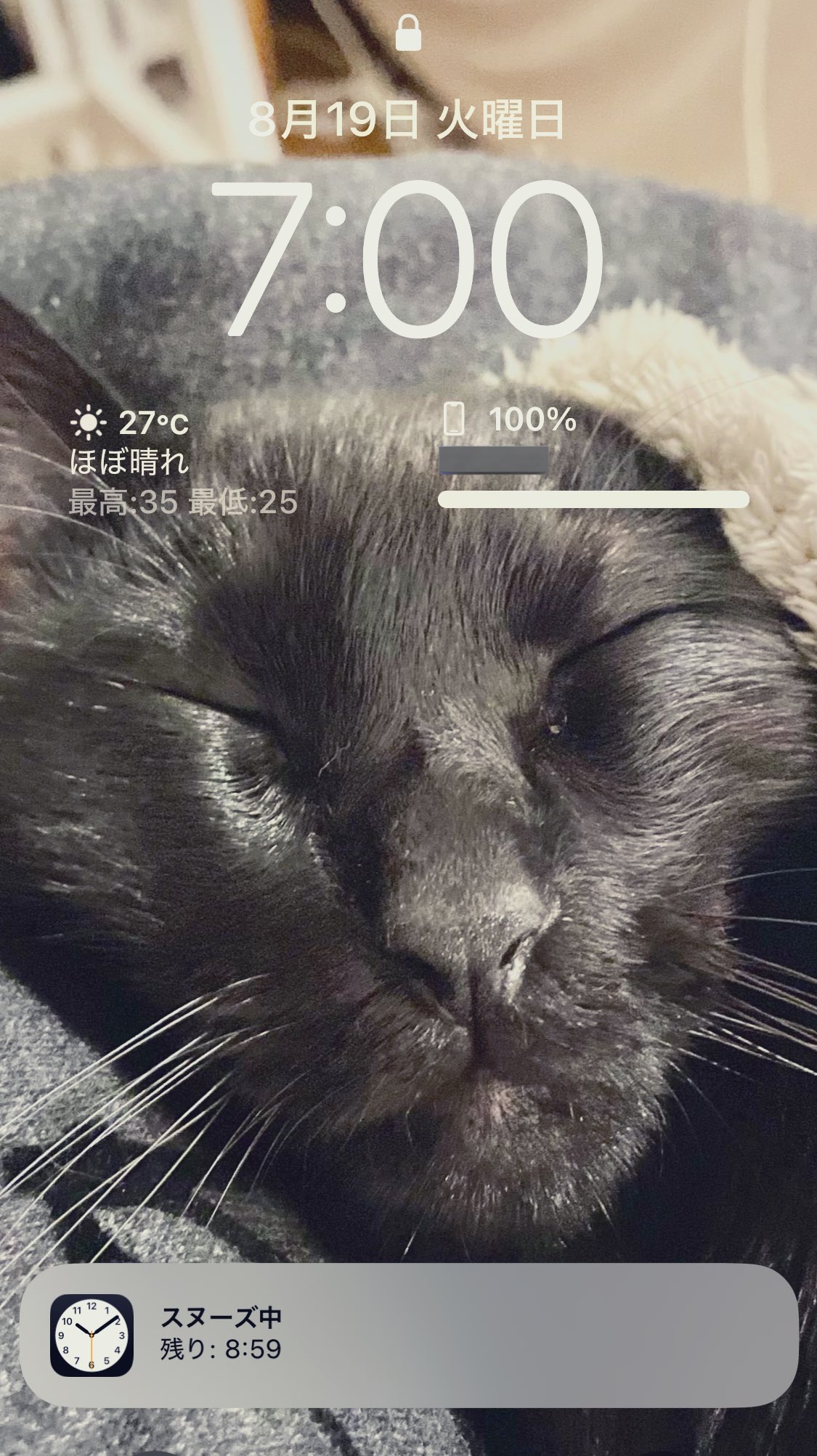 猫B 最終値下げしました！ I'm saving 30,000 yen a month, but what do you think of the