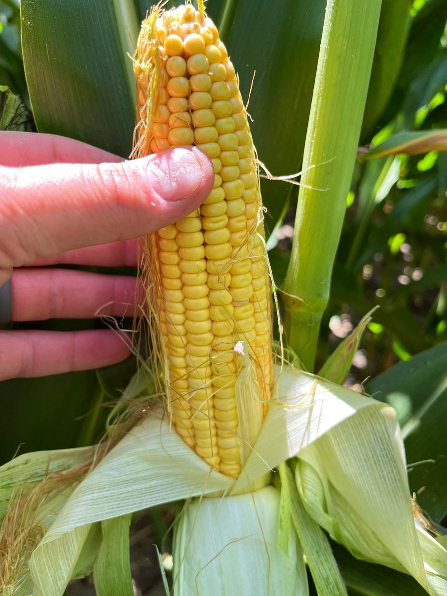Henry Prinzen CCA-ON (@henryprinzen) on Twitter photo Rain came too late for some later flowering hybrids. Lots of tip back due to lack of moisture and heat at pollination. Some fields reaching dent (R5) 5-7 days early, likely leads to less than desired kernel weight from a shortened grain fill. <a href="/Maizex/">Maizex Seeds</a> <a href="/FarmsMarketing/">Risk Management</a> #ONYield25 Rain came too late for some later flowering hybrids. Lots of tip back due to lack of moisture and heat at pollination. Some fields reaching dent (R5) 5-7 days early, likely leads to less than desired kernel weight from a shortened grain fill. <a href="/Maizex/">Maizex Seeds</a> <a href="/FarmsMarketing/">Risk Management</a> #ONYield25