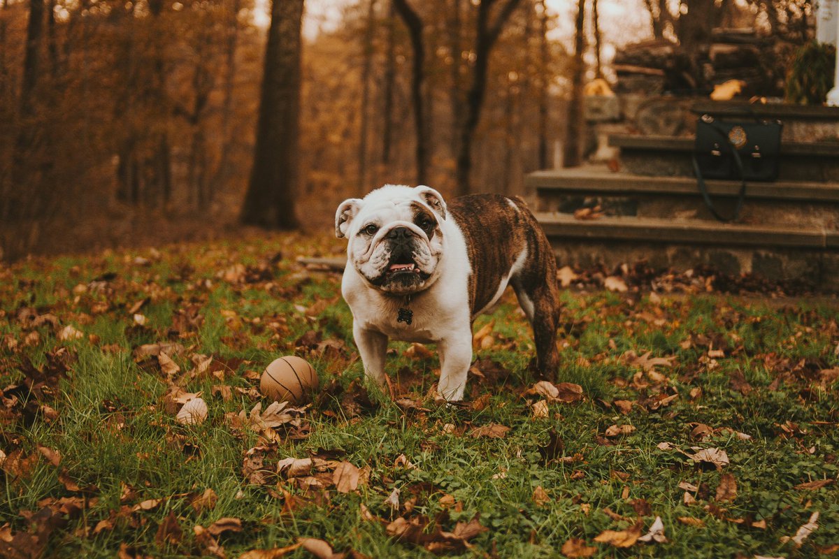 DogsNonstop's tweet image. 