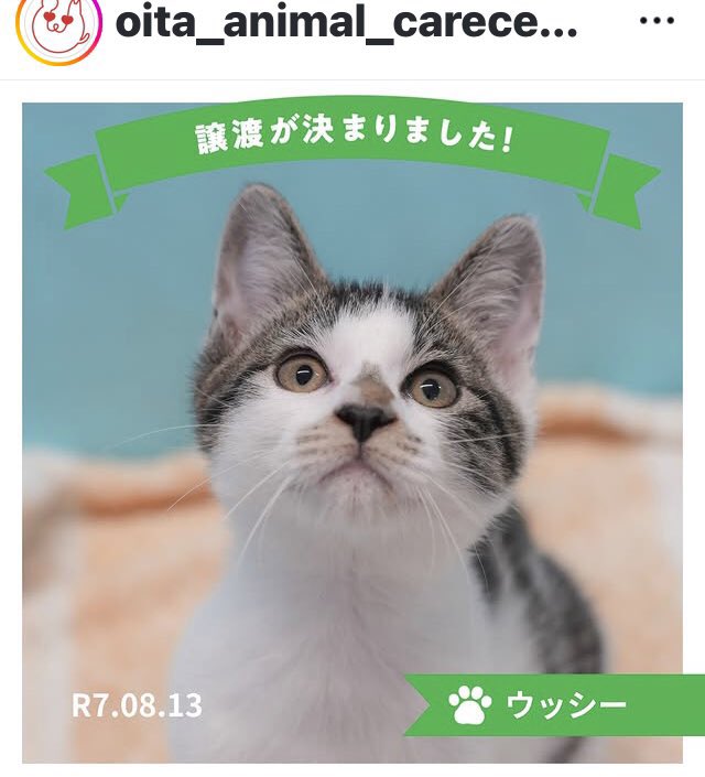 保護猫ちゃん　お幸せに みんなしあわせ！ 保護猫ビフォーアフター | 猫びより編集部 |本
