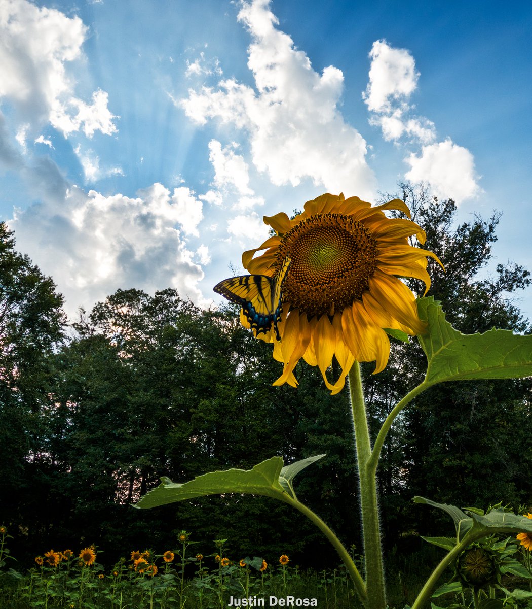 Justinterfacing's tweet image. An August afternoon in the sunflowers