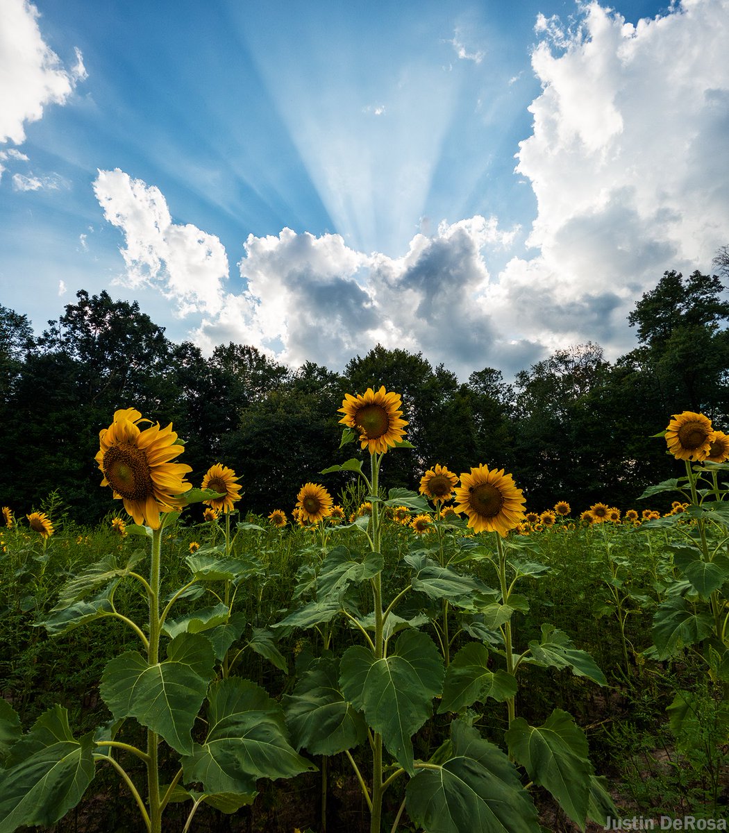 Justinterfacing's tweet image. An August afternoon in the sunflowers