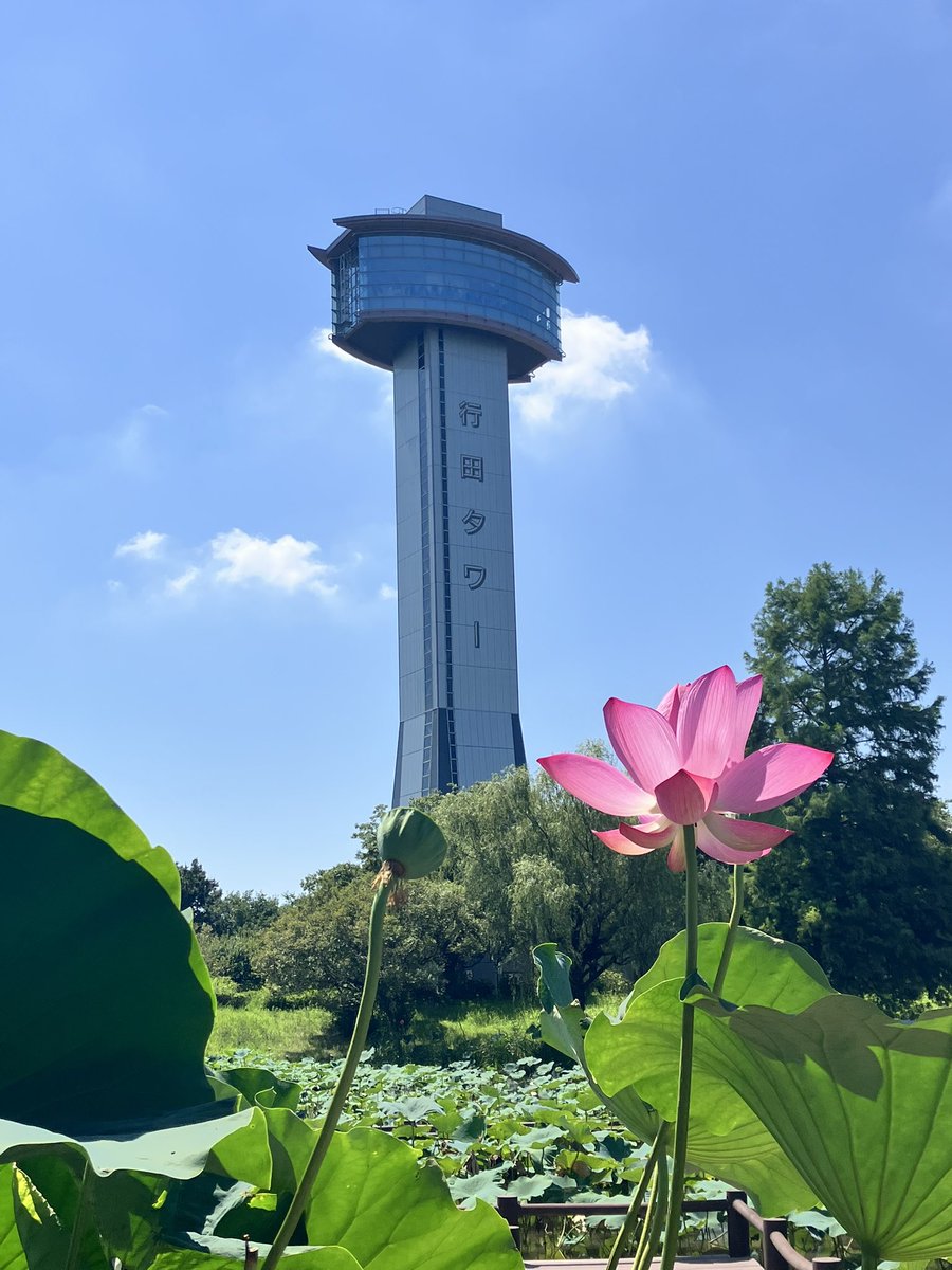 kiki__estrella's tweet photo. ご無沙汰しています！5月頭に右腓骨筋腱脱臼し、入院手術からのギプス固定→現在リハビリ中です🩼手術で骨切りし金属固定してるんだけどやっと骨が安定してきて、先週から近所ですがカブに乗り始めました😆やっぱバイクって楽しい！写真は松葉杖が取れて、久しぶりに出かけた時の行田の田んぼアート。 https://t.co/U0ClDrADCd