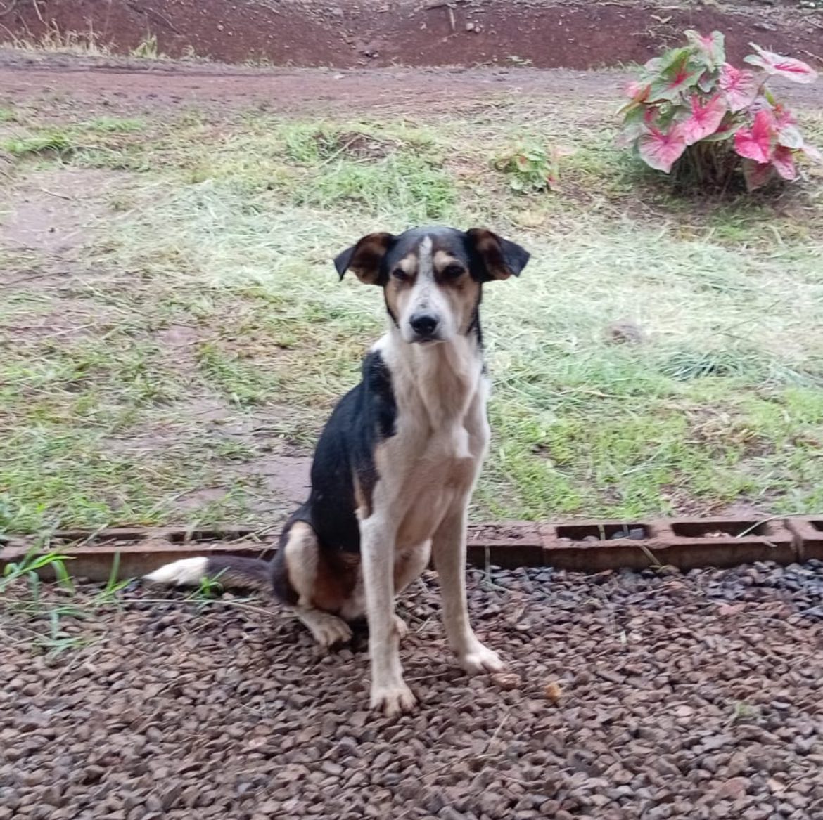 We recently went to pick up this little friend.
Life hadn’t been very kind to him, but we hope to change that. His new name will be Louis.

Please consider donating so we can help more dogs like Louis: bit.ly/4mfJf1I