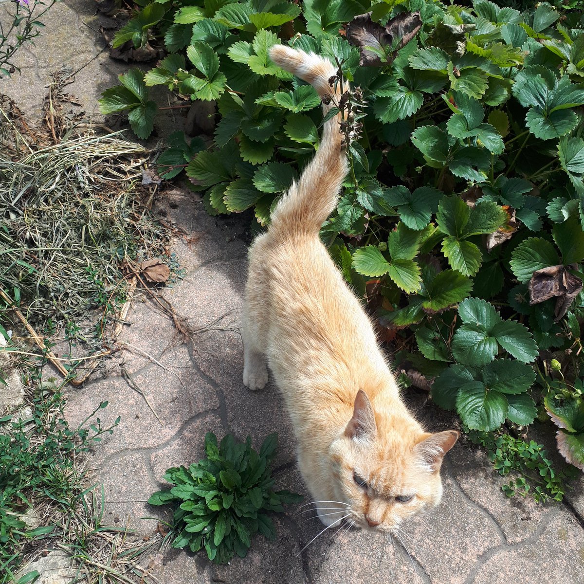 Driftingvision's tweet photo. a neighbourhood cat that always visits me when im gardening. . . 
must be old, his meow is meager https://t.co/J6vkGuwFmS