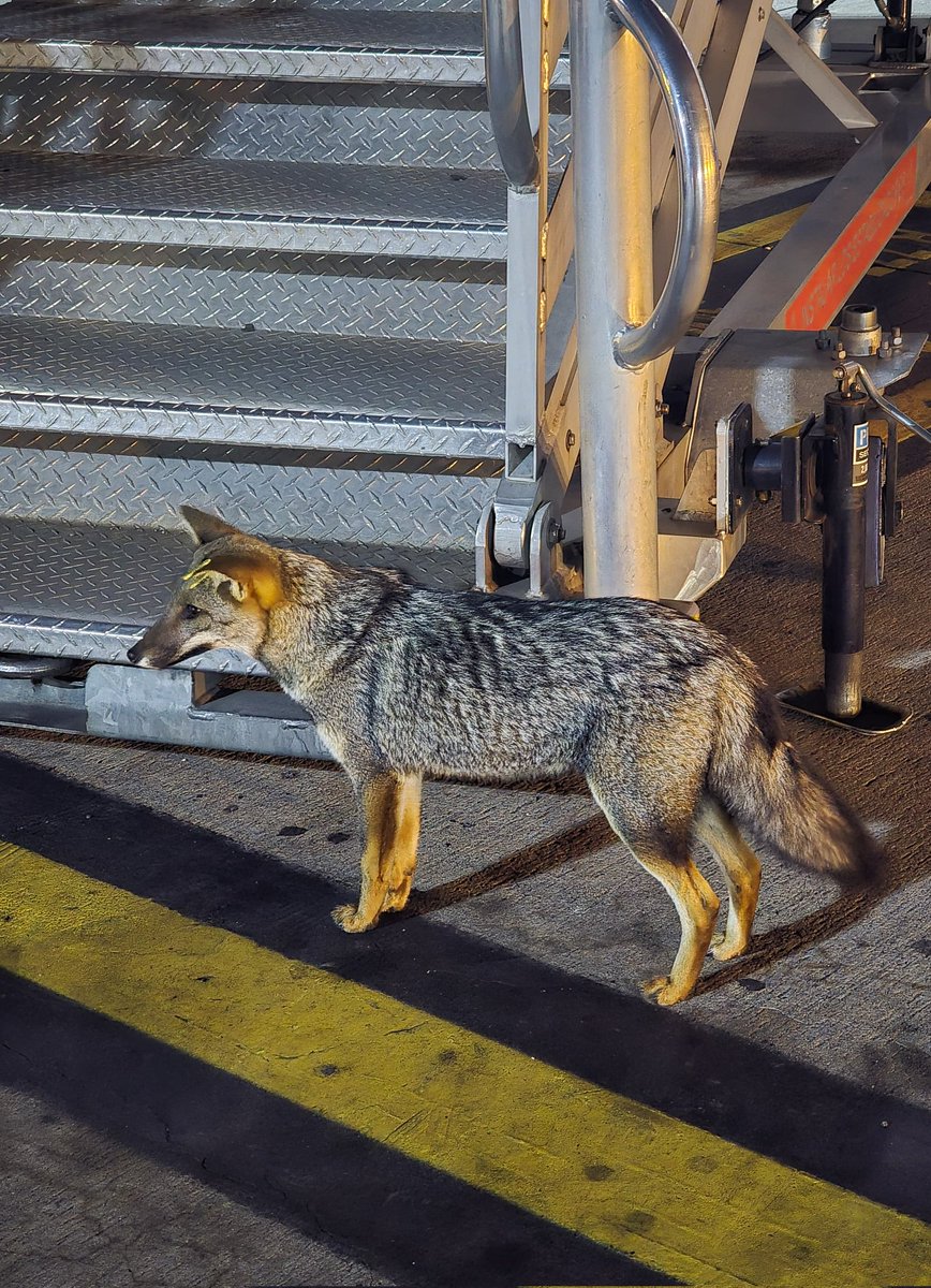 Acá lo tenemos a Ivan 🦊 esperando a los pasajeros para el vuelo AR1234✈️ 

Los Zorritos Aeronáuticos de EZE 😍