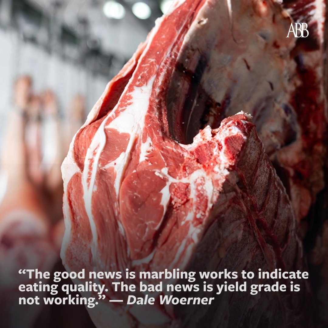 How the beef industry and @texastech are finding new ways to calculate red meat yield on beef carcasses at the speed of commerce here: bit.ly/45s3DWf #ABBx