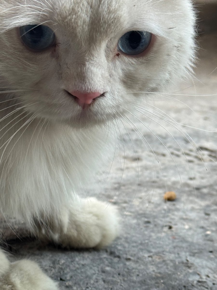 ahmed (@jameslkelley2) on Twitter photo 