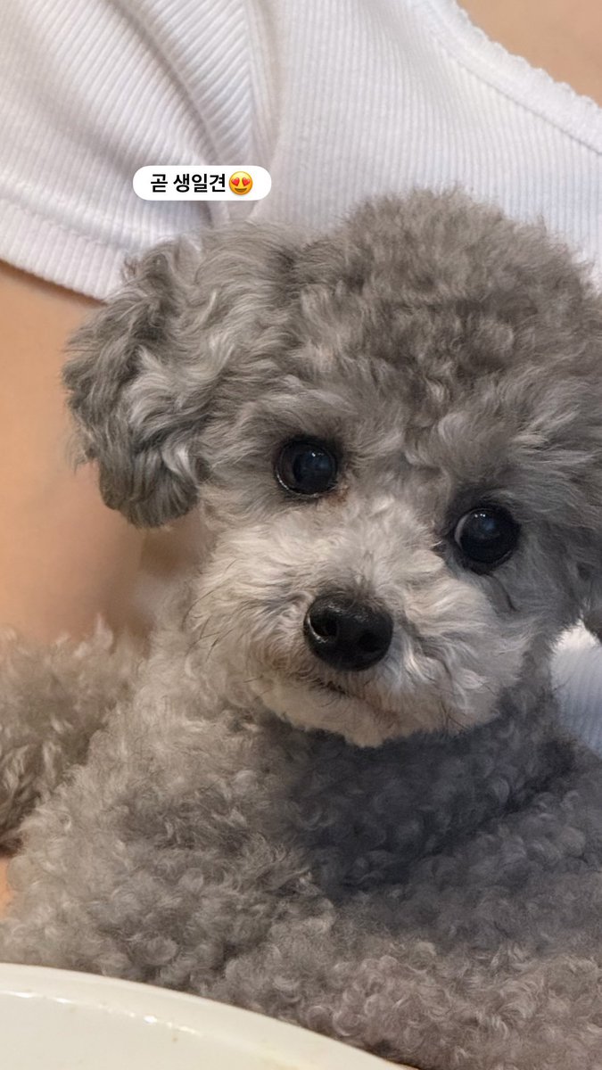 hourly_zero's tweet image. ZERO UPDATE

🐶🩶